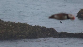 Duh sayang banget burung puffin yang sedang terbang tapi malah nge-blur. Foto: Boredpanda
