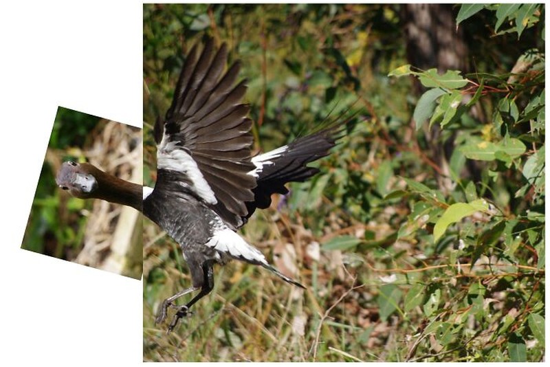 Tingkah Kocak Burung Dalam Bidikan Kamera