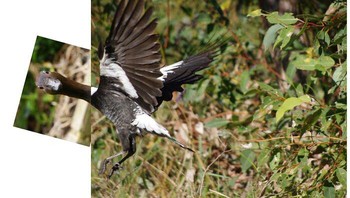 Kocak, fotografer ini tak mau fotonya gagal, ia pun menempelkan bagian kepala si burung. Foto: Boredpanda