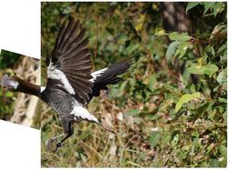 Tingkah dan Ekspresi Kocak Burung Dalam Bidikan Kamera