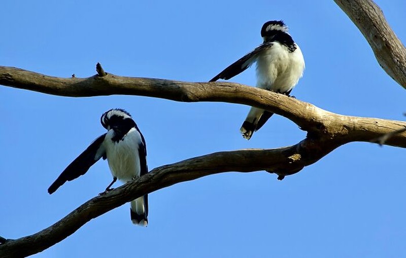 Tingkah Kocak Burung Dalam Bidikan Kamera