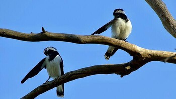 Dua burung ini sangat kompak seolah menunjuk arah jalan .Foto: Boredpanda