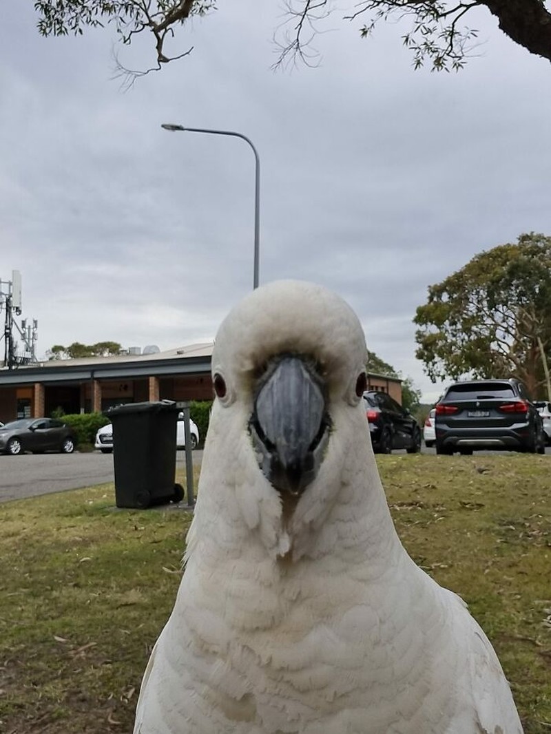 Tingkah Kocak Burung Dalam Bidikan Kamera