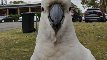 Ekspresi burung seperti sedang tersenyum. Foto: Boredpanda