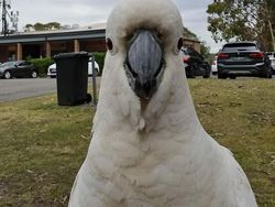 Tingkah dan Ekspresi Kocak Burung Dalam Bidikan Kamera