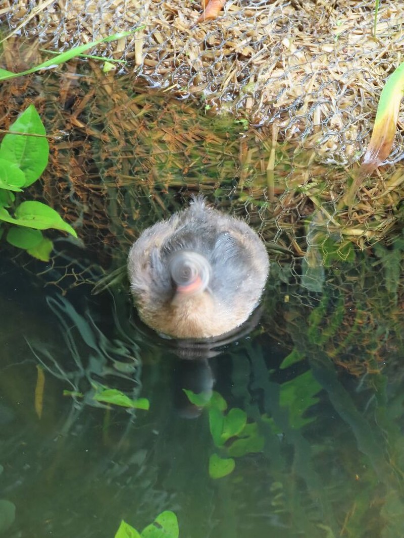 Tingkah Kocak Burung Dalam Bidikan Kamera