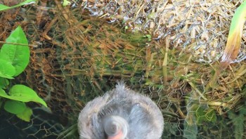 Fotografer mengira ada noda di lensa kameranya, tapi ternyata memang burung ini sedang melakukan aksi. Foto: Boredpanda