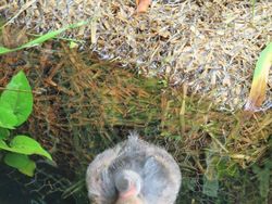 Tingkah dan Ekspresi Kocak Burung Dalam Bidikan Kamera