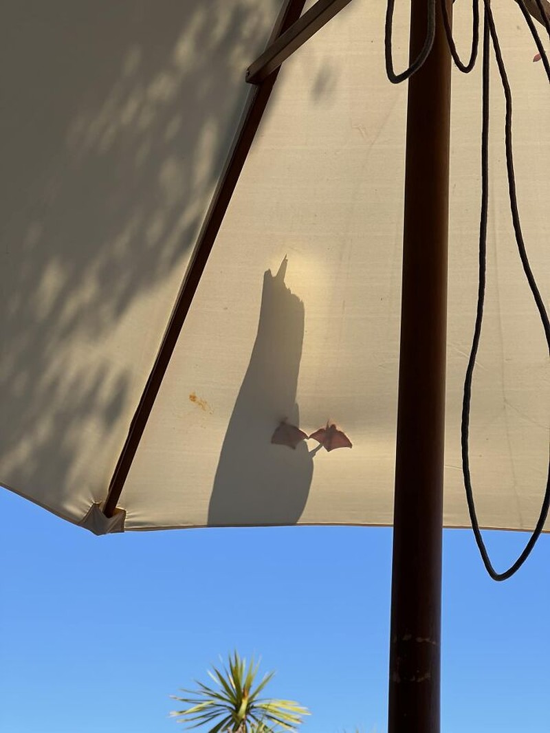 Tingkah Kocak Burung Dalam Bidikan Kamera