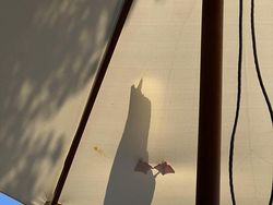 Tingkah dan Ekspresi Kocak Burung Dalam Bidikan Kamera