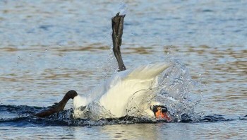 Saat pertama kali melihat angsa ini saya mengira jika angsa ini dalam keadaan serius, tapi saya menyadari bahwa angsa ini sedang melambaikan tangan bukannya tenggelam Foto: Boredpanda