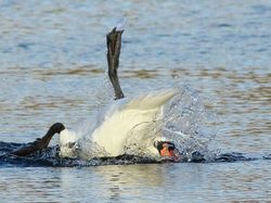 Tingkah dan Ekspresi Kocak Burung Dalam Bidikan Kamera