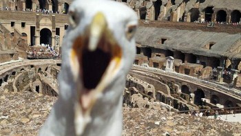 Si burung yang tiba-tiba masuk frame kamera seolah kesal karena ingin difoto juga. Foto: Boredpanda