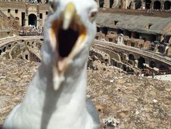 Tingkah dan Ekspresi Kocak Burung Dalam Bidikan Kamera