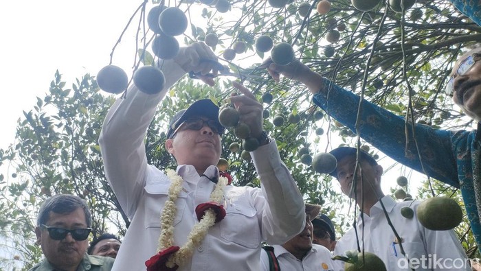 Wamentan panen jeruk di Garut.