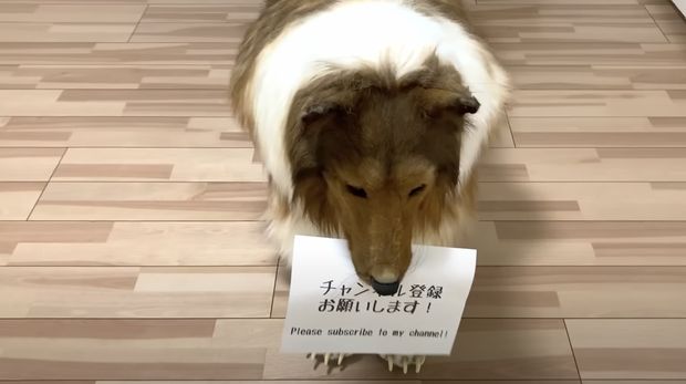 Youtuber jadi anjing. (YouTube/I want to be an animal)