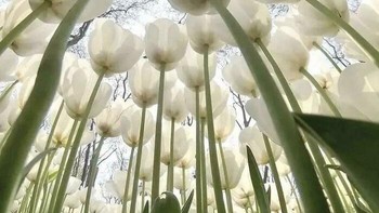 Foto bunga tulip dipotret dari bawah. Foto: Reddit
