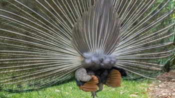 Melihat merak dari belakang. Foto: Reddit