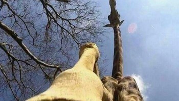 Jerapah dari Bawah Foto: Reddit