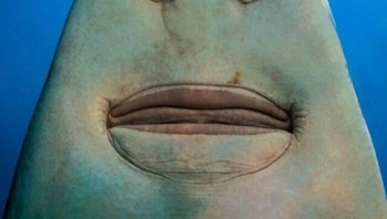 Bagian Bawah Ikan Gergaji Foto: Reddit