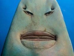 Foto Diambil dari Sudut Berbeda Bikin Tercengang