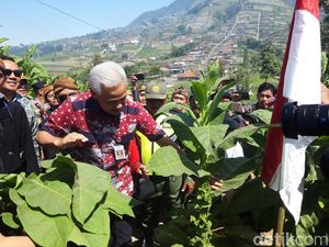 Ganjar Cerita Makmurnya Petani Tembakau: Mulai Menurun karena Kebijakan