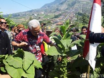 Ganjar Cerita Makmurnya Petani Tembakau: Mulai Menurun karena Kebijakan