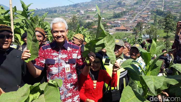 Gubernur Jateng Ganjar Pranowo menghadiri tradisi tungguk tembakau di lereng Merbabu Boyolali, Kamis (3/8/2023).