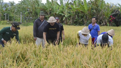 Panen padi unggul jenis MD70D di subak Sampalan Baler Margi Sampalan Dawan, Klungkung, beberapa waktu lalu, Kamis (3/8/2023).