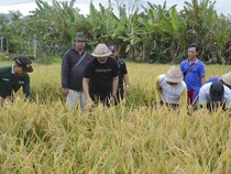 Padi Muldoko 70 Day di Klungkung Maksimal Hanya Panen Dua Kali
