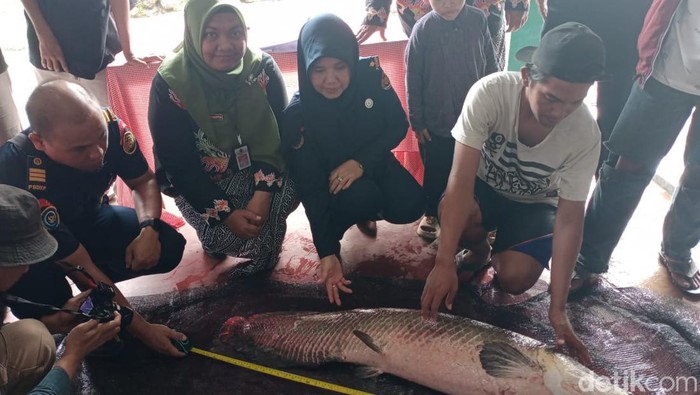 Pemusnahan ikan predator di Blitar