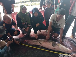 Cerita Kolektor 20 Ikan Predator di Blitar Usai Peliharaannya Dimusnahkan