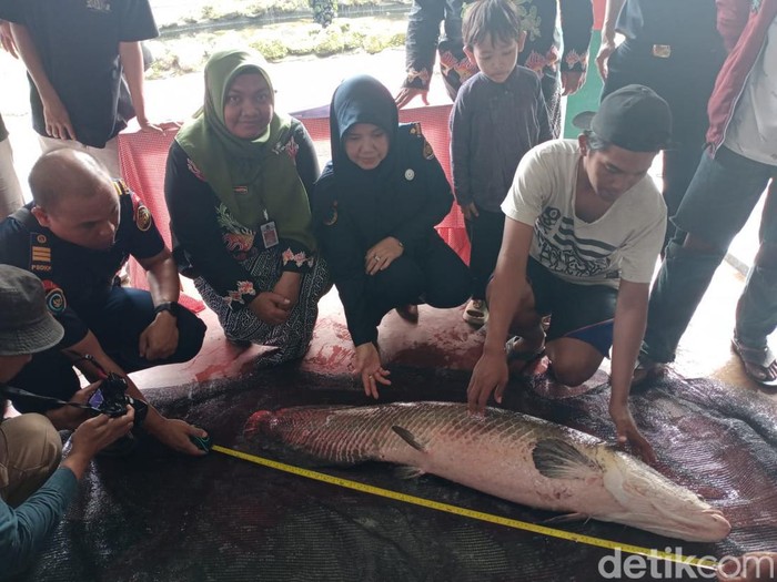 Pemusnahan ikan predator di Blitar