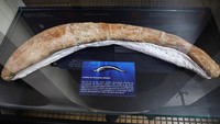 Kerangka parsial Perucetus digali di gurun pesisir Peru selatan - wilayah yang kaya akan fosil paus - dengan 13 tulang belakang, empat tulang rusuk, dan satu tulang pinggul. (REUTERS/Sebastian Castaneda)