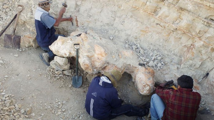 Penampakan Fosil Paus Purba yang Hidup 40 Juta Tahun Lalu Scientists excavate a vertebra fossil of Perucetus colossus, a huge early whale that lived about 38-40 million years ago, in a remote coastal desert in southern Peru, as seen in this undated photograph. Giovanni Bianucci/Handout via REUTERS THIS IMAGE HAS BEEN SUPPLIED BY A THIRD PARTY. NO RESALES. NO ARCHIVES.