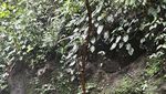 Perjalanan Tak Terduga dan yang Memukau: Air Terjun Teroh-teroh