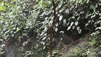Tebing untuk melompat di sungai air terjun Teroh-teroh.