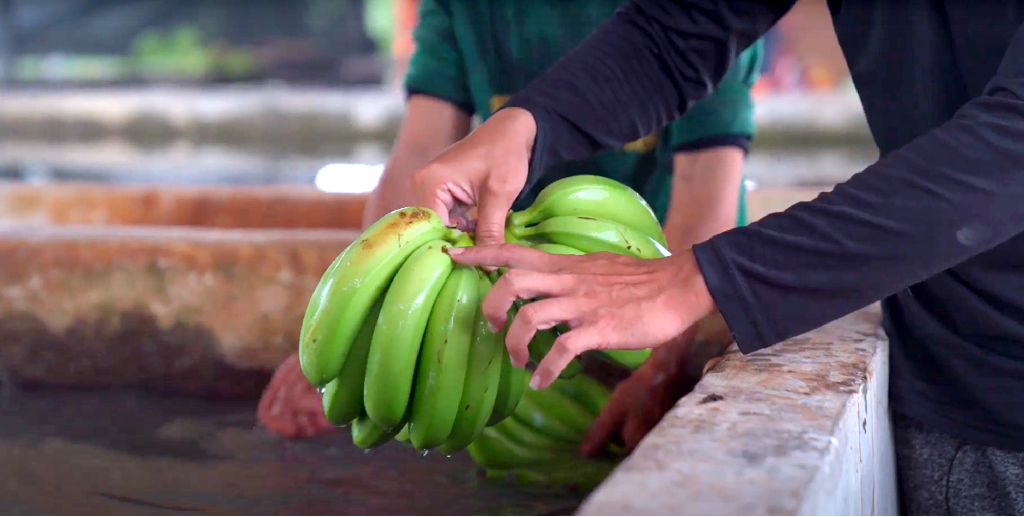Pria Ini Tinggalkan Bisnis Keluarga, Pilih Jadi Petani Pisang