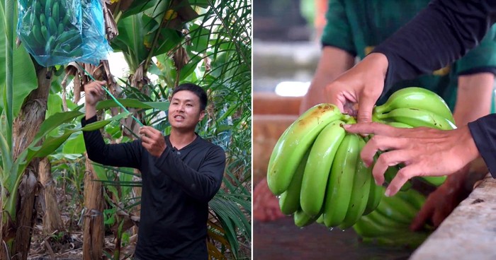 Pria Ini Tinggalkan Bisnis Keluarga, Pilih Jadi Petani Pisang