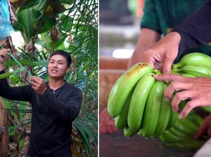 Pria Ini Tinggalkan Bisnis Keluarga, Pilih Jadi Petani Pisang