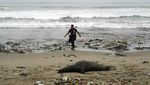 Prihatin, Pantai Los Delfines Peru Dipenuhi Sampah
