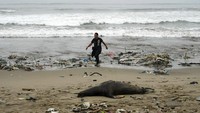 Selain sampah yang berserakan, terlihat juga bangkai singa laut yang tergeletak di pinggir pantai.  