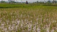 Dampak El Nino, Puluhan Hektar Sawah Di Lebak Kering Kerontang