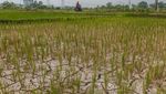 Dampak El Nino, Puluhan Hektar Sawah di Lebak Kering Kerontang