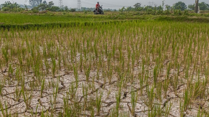 Pengendara roda dua melintasi sawah yang kekeringan di Citeras, Lebak, Banten, Kamis (3/8/2023). Puluhan hektar sawah di kawasan tersebut selama sebulan terakhir mulai mengalami kekeringan hingga mengakibatkan gagal panen. ANTARA FOTO/Muhammad Bagus Khoirunas/rwa.