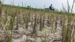 Dampak El Nino, Puluhan Hektar Sawah di Lebak Kering Kerontang