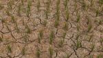 Dampak El Nino, Puluhan Hektar Sawah di Lebak Kering Kerontang