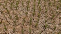 Kondisi sawah yang kekeringan di Citeras, Lebak, Banten, Kamis (3/8/2023).  