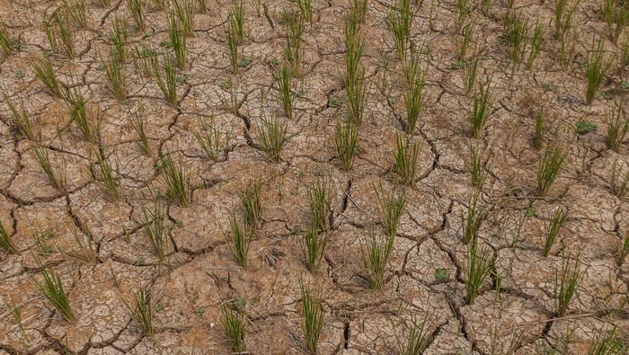 Pengendara roda dua melintasi sawah yang kekeringan di Citeras, Lebak, Banten, Kamis (3/8/2023). Puluhan hektar sawah di kawasan tersebut selama sebulan terakhir mulai mengalami kekeringan hingga mengakibatkan gagal panen. ANTARA FOTO/Muhammad Bagus Khoirunas/rwa.