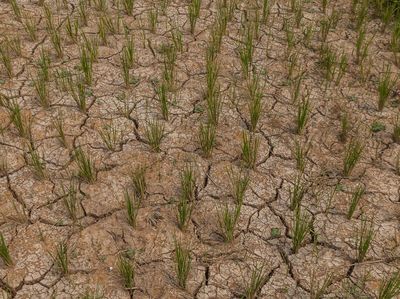 Dampak El Nino, Puluhan Hektar Sawah di Lebak Kering Kerontang